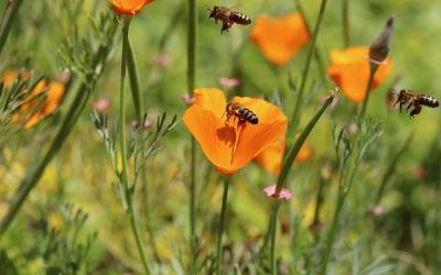 20.000 Arten von Bienen – Fachtag „Geschlechtsdyphorie“
