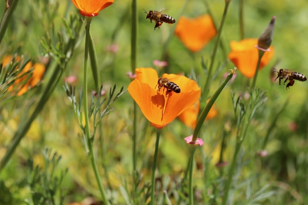 20.000 Arten von Bienen – Fachtag „Geschlechtsdyphorie“
